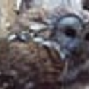 The Mama Owl