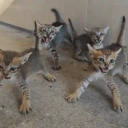 The 4 Kittens