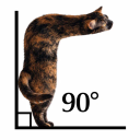 Right Angle Cat