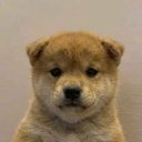 Just Wuf