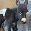 Justice for HeeHaw