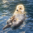The Sea Otter