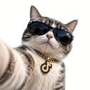 TikTok Cat