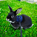 Dobby The Rabbit!
