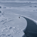 Sisyphean Penguin