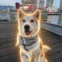 The Final Inu
