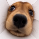 Dog In Paper