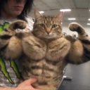 GiGA CAT