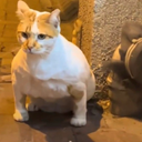 Chad Cat