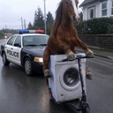 Washing Machine Horse