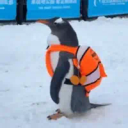 Penguin Wif Backpack