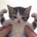gigacat
