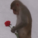 sentiment monkey