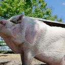 WADDLES LIVE