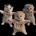Cat Season