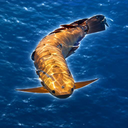 The Golden Dragon Fish