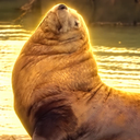 King of the Sea Lion