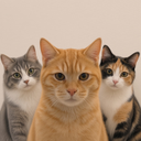 Cats