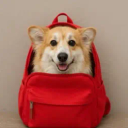 dog in backpack