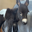 Justice for HeeHaw