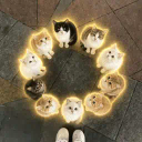 The Catbal