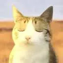 Clarity Cat