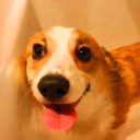 LMBO LOOK @ THIS FUKKEN DOGE