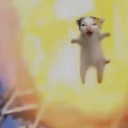 HAPPY CAT