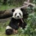 Ping Ping and Fu Shuang