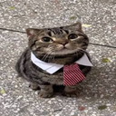 Cat Wif Tie