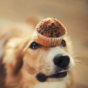 MUFFIN DOGE