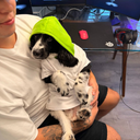 The Pumpfun Dog