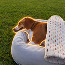 Biwako The Sleeping Dog