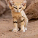 The Rare Sand Cat