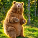 The Albino Bear