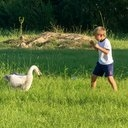 The Goose Killer