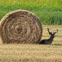 Snail With Horns