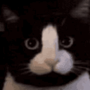 dihcat