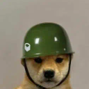 dogwifhelmet