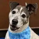 Elon's Dog