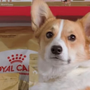 Royal Dog