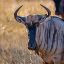 wildebeest