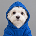 Dog In Hoodie