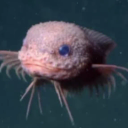 Corydoras Pumpi