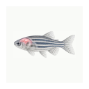 Zebrafish