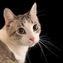 Majestic Cat