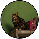 GTA6CAT