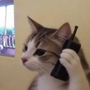 Callcat