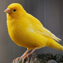 Canary in a coal mine
