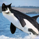 Orca cat
